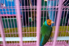 IMG-20190702-WA0071